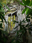 Würgfeige überwuchert Ruine, Ficus sp., Küstenregenwald, Mata Atlantica, Bahia, Brasilien Südamerika