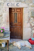 Fat white dog sleeps in front of house entrance, El Castillo, Picos de Europa, Picos de Europa National Park, Cantabrian Mountains, Asturias, Spain