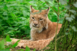 Lynx, lynx, Poing Wildlife Park, Upper Bavaria, Bavaria, Germany