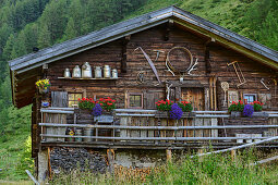 Flower-decorated alpine pasture, Glockner Group, Hohe Tauern, Hohe Tauern National Park, East Tyrol, Austria