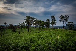 Bolaven, plateau, mountains, South, Southeast Asia, Laos, Asia, green, landscape, Mystic Mountain Coffee, Champasak