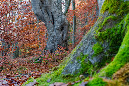 Autumn forest park at the Konig Ludwig monument, along the König-Ludwig-Weg, Starnberger See, Berg, Bavaria, Germany.