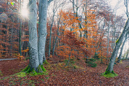 Autumn forest park at the Konig Ludwig monument, along the König-Ludwig-Weg, Starnberger See, Berg, Bavaria, Germany.