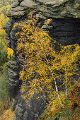 Herbstlich verfärbte Birke vor Felsturm, Lilienstein, Nationalpark Sächsische Schweiz, Sächsische Schweiz, Elbsandstein, Sachsen, Deutschland