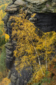 Autumnal discolored birch in front of Felsturm, Lilienstein, Saxon Switzerland National Park, Saxon Switzerland, Elbe Sandstone, Saxony, Germany