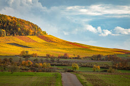 Vineyards in the southern Steigerwald, Weinparadies, Seinsheim, Huettenheim, Lower Franconia, Franconia, Bavaria, Germany, Europe