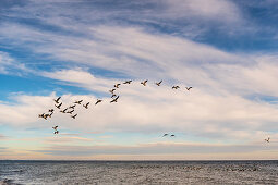 Wild geese in flight on the Baltic Sea, Süssau, Ostholstein, Schleswig-Holstein, Germany