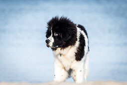 Junger Neufundländer am Ostseestrand, Ostsee, Heiligenhafen, Hund, Ostholstein, Deutschland