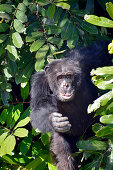 Gambia; Central River Region; Chimpanzee on the riverside; Chimpanzee Rehabilitation Center on the Gambia River near Kuntaur; Part of the Gambia River National Park