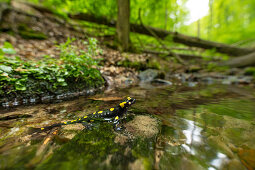 Portrait Feuersalamander im seichten Bach, Deutschland, Thüringen