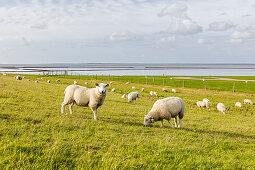 Sheep (Ovis) on the dike, North Sea, Bensersiel, East Frisia, Lower Saxony, Germany