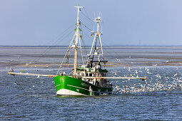 Fishing boat catching, fishing trawler, seagulls, North Sea, Langeoog, East Frisia, Lower Saxony, Germany