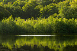 Schwarzer See, Naturschutzgebiet Granitz, Rügen, Ostsee, Mecklenburg-Vorpommern, Deutschland