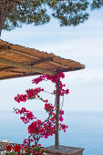 Bougainville auf einer Terrasse mit Blick auf das Meer in Capri, Italien