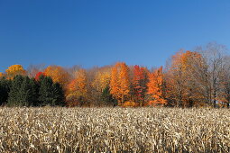 Herbstliche Landschaft, Quebec, Kanada