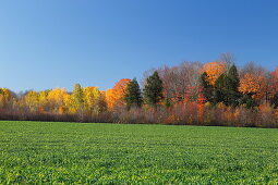 Herbstliche Landschaft, Quebec, Kanada