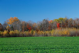 Herbstliche Landschaft, Quebec, Kanada