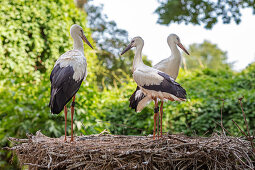 Storks (Ciconiidae), Mühlenpark, Wyk, Föhr, Scheswig-Holstein, Germany