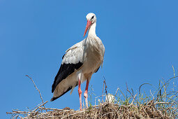 White stork (Ciconia ciconia), young, nest, Scheswig-Holstein, Germany
