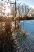 Schilf am Höglinger Weiher im Winter in Bruckmühl, Eis, Bayern, Deutschland