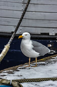Seagull in the old port of Wismar, Germany