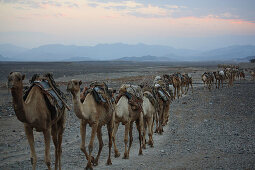 Ethiopia; Afar region; Danakil Desert; Camel caravan on the way to the salt pans on Lake Karum