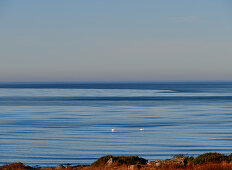 Blick über das ruhige Meer und auf zwei Schwäne, Grimsholmen, Hallandslän, Schweden