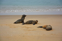 Angola; in the southern part of Namibe Province; northern part of the Namib Desert; Iona National Park; Atlantic coast; Seals lounging on the beach