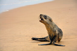 Angola; in the southern part of Namibe Province; northern part of the Namib Desert; Baia dos Tigres; Atlantic coast; Seal on the beach