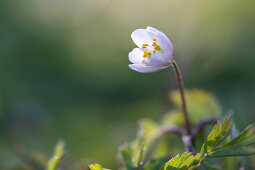 Wood anemone in the wood, Georgshof, Ostholstein, Schleswig-Holstein, Germany