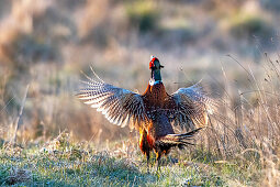 Pheasant, male, Hohes Ufer, Heiligenhafen, Ostholstein, Schleswig-Holstein, Germany