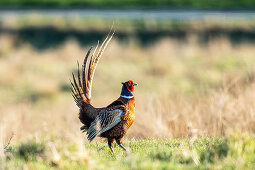 Pheasant, male, Hohes Ufer, Heiligenhafen, Ostholstein, Schleswig-Holstein, Germany