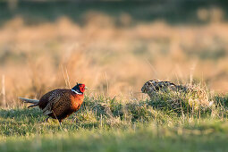 Pheasant and brown hare, male, Hohes Ufer, Heiligenhafen, Ostholstein, Schleswig-Holstein, Germany