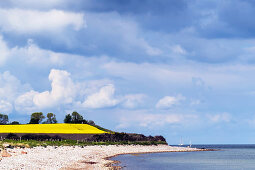 View of the steep coast of Schönhagen, Schwansen, Brodersby, Schleswig-Holstein, Germany