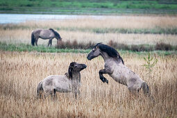 Koniks (Wildpferde) in der Geltinger Birk, Ostsee, Naturschutzgebiet, Geltinger Birk, Schleswig-Holstein, Deutschland