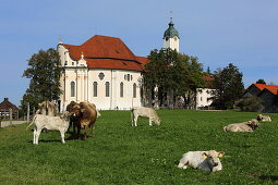 Kuhwiese vor der Wieskirche, Steingaden, Pfaffenwinkel, Oberbayern, Bayern, Deutschland