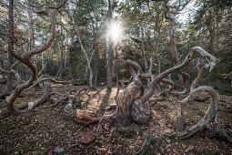 Windgeformte krumme Bäume im Wald Trollskogen auf der Insel Öland im Osten von Schweden 