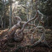 Windgeformte krumme Bäume im Wald Trollskogen auf der Insel Öland im Osten von Schweden 