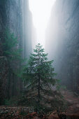 Tree in Slåttdalsskrevan canyon with fog in Skuleskogen National Park in eastern Sweden