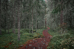 Wanderweg durch Wald im Skuleskogen Nationalpark im Osten von Schweden