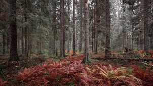 Farn im Wald im Skuleskogen Nationalpark im Herbst im Osten von Schweden