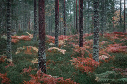 Wald mit Farn im Herbst im Tiveden Nationalpark in Schweden\n