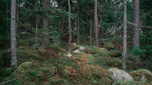 Wald mit Moos bedecktem Boden im Tyresta Nationalpark in Schweden\n