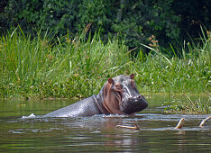 Uganda; Northern Region an der Grenze zur Western Region; Murchison Falls Nationalpark; Flusspferd im Victoria Nil