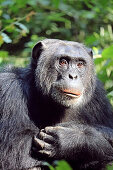 Uganda; Western Region; Kibale National Park; curious chimpanzee