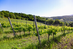 Weinberg und Hügellandschaft bei Castel Rigone am Lago Trasimeno, Umbrien, Italien