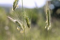 Roggen, Secale cereale, Blütenstand, Roggenpollen