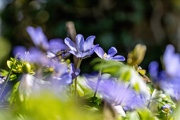 Liverworts, Hepatica nobilis