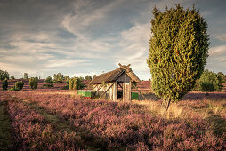 Imkerhütte und Bienenstöcke in der Lüneburger Heide bei Wilsede, Niedersachsen, Deutschland, Europa