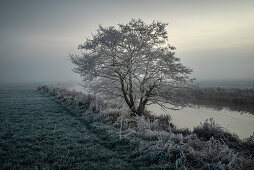 Tree at Friedeburger Tief in frost and fog, Etzel, East Frisia, Lower Saxony, Germany, Europe